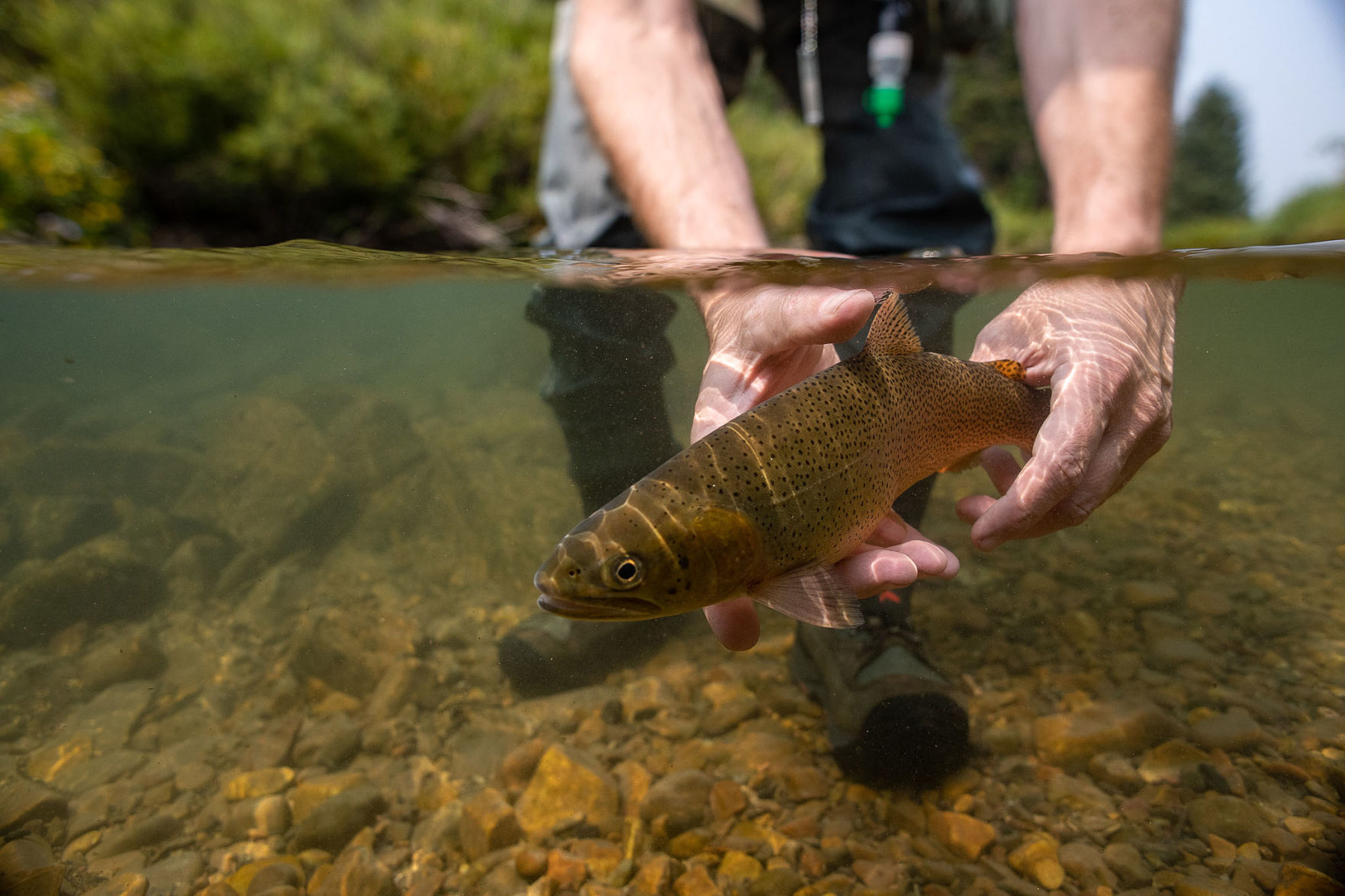 Tribasin Fish Passage and Watershed Restoration Project